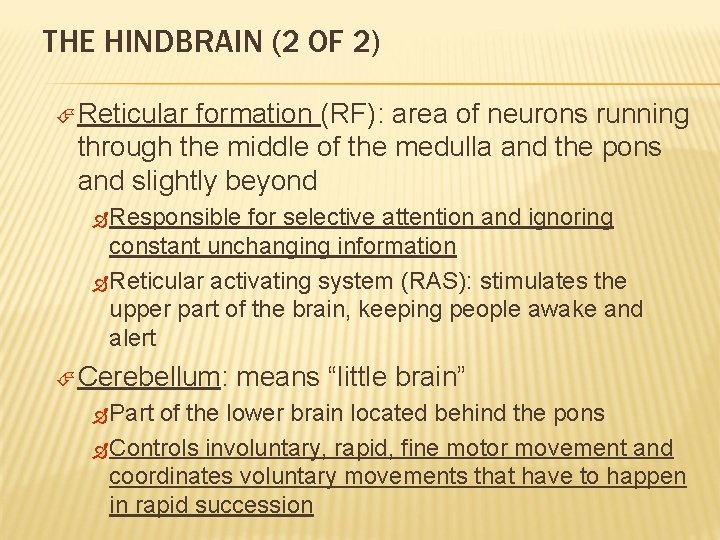 THE HINDBRAIN (2 OF 2) Reticular formation (RF): area of neurons running through the