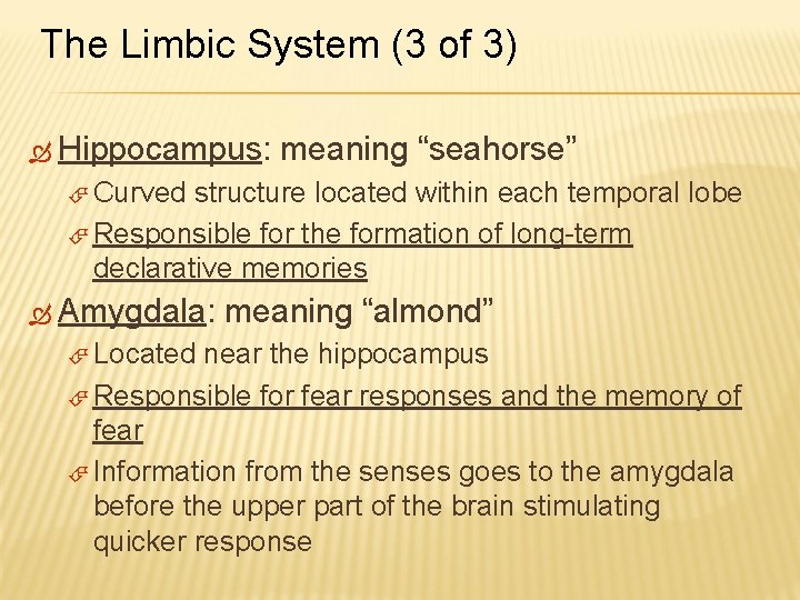 The Limbic System (3 of 3) Hippocampus: meaning “seahorse” Curved structure located within each