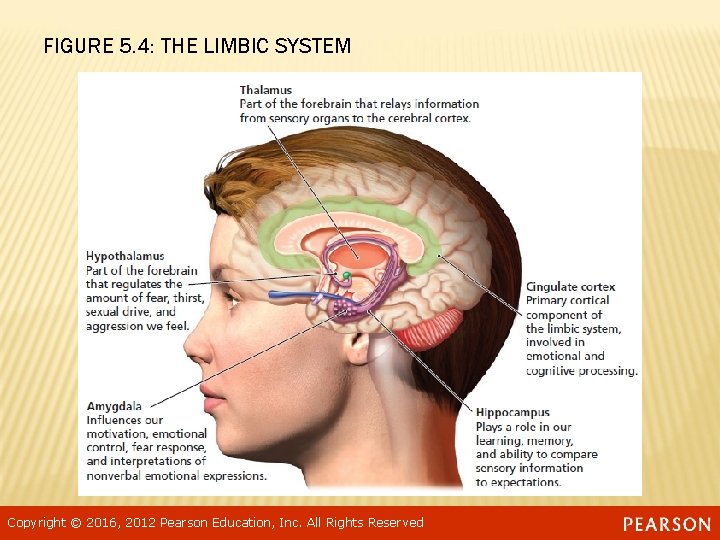 FIGURE 5. 4: THE LIMBIC SYSTEM Copyright © 2016, 2012 Pearson Education, Inc. All
