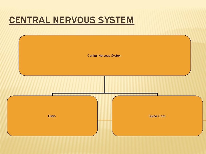 CENTRAL NERVOUS SYSTEM Central Nervous System Brain Spinal Cord 