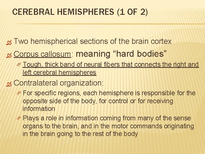 CEREBRAL HEMISPHERES (1 OF 2) Two hemispherical sections of the brain cortex Corpus callosum: