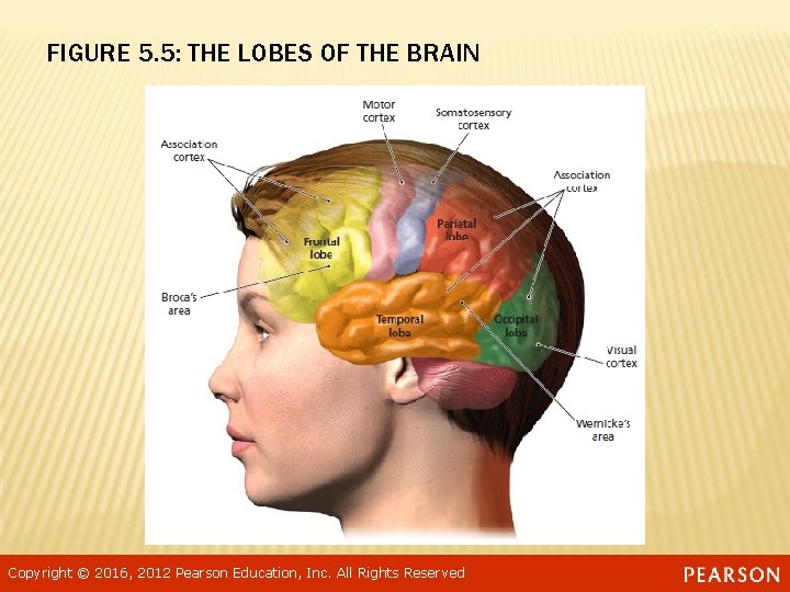 FIGURE 5. 5: THE LOBES OF THE BRAIN Copyright © 2016, 2012 Pearson Education,