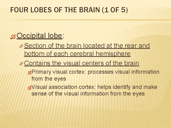 FOUR LOBES OF THE BRAIN (1 OF 5) Occipital lobe: Section of the brain