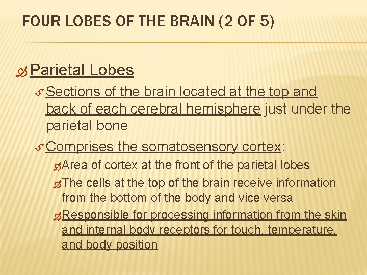 FOUR LOBES OF THE BRAIN (2 OF 5) Parietal Lobes Sections of the brain