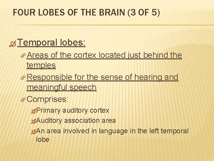 FOUR LOBES OF THE BRAIN (3 OF 5) Temporal lobes: Areas of the cortex