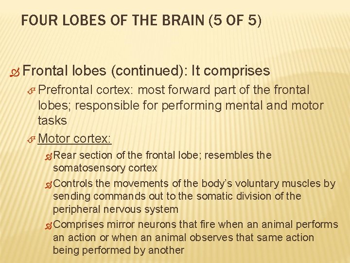 FOUR LOBES OF THE BRAIN (5 OF 5) Frontal lobes (continued): It comprises Prefrontal