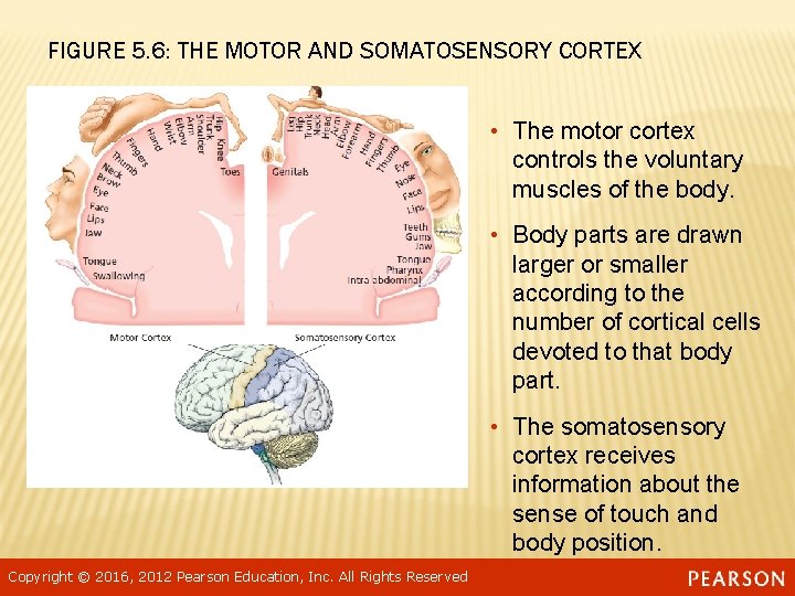 FIGURE 5. 6: THE MOTOR AND SOMATOSENSORY CORTEX • The motor cortex controls the