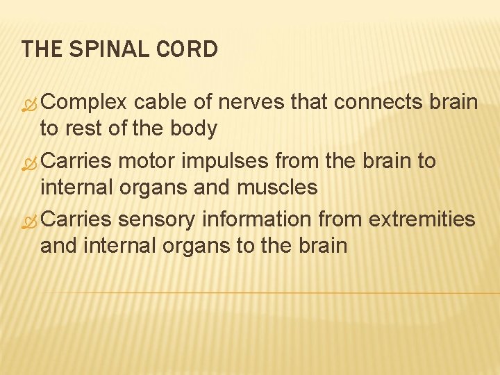 THE SPINAL CORD Complex cable of nerves that connects brain to rest of the