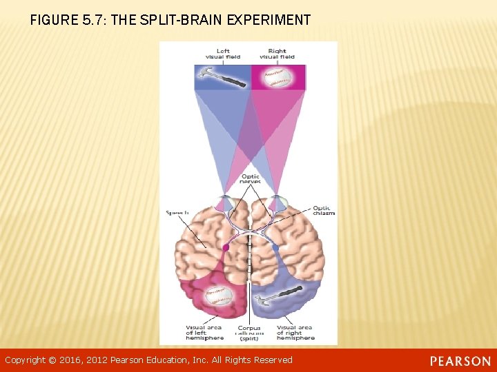 FIGURE 5. 7: THE SPLIT-BRAIN EXPERIMENT Copyright © 2016, 2012 Pearson Education, Inc. All