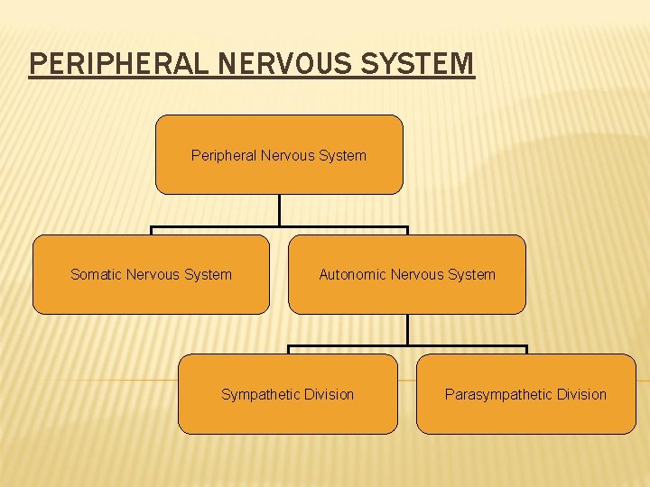 PERIPHERAL NERVOUS SYSTEM Peripheral Nervous System Somatic Nervous System Autonomic Nervous System Sympathetic Division