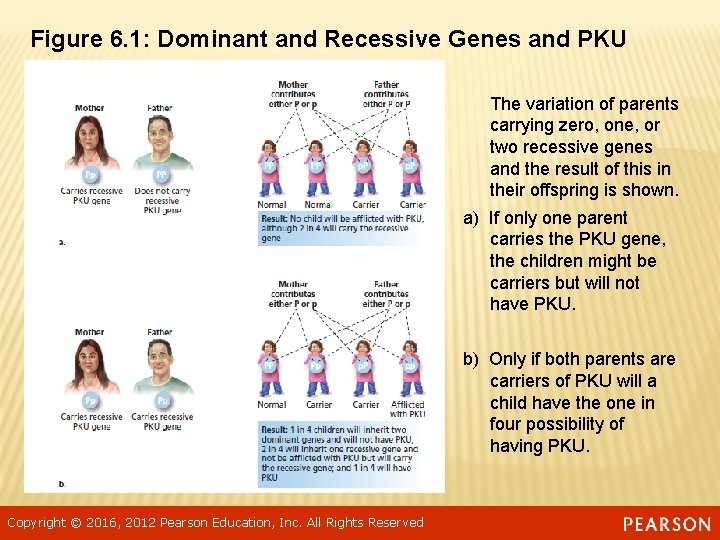 Figure 6. 1: Dominant and Recessive Genes and PKU The variation of parents carrying