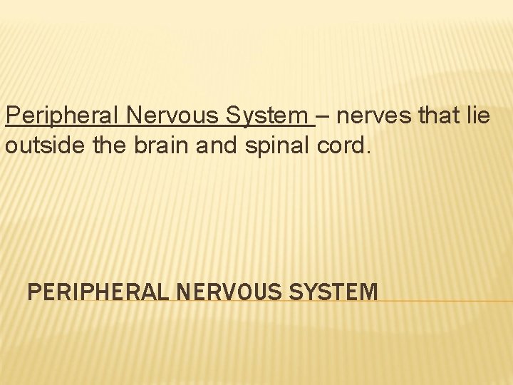 Peripheral Nervous System – nerves that lie outside the brain and spinal cord. PERIPHERAL