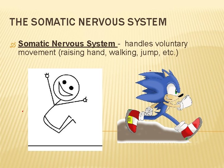 THE SOMATIC NERVOUS SYSTEM Somatic Nervous System - handles voluntary movement (raising hand, walking,