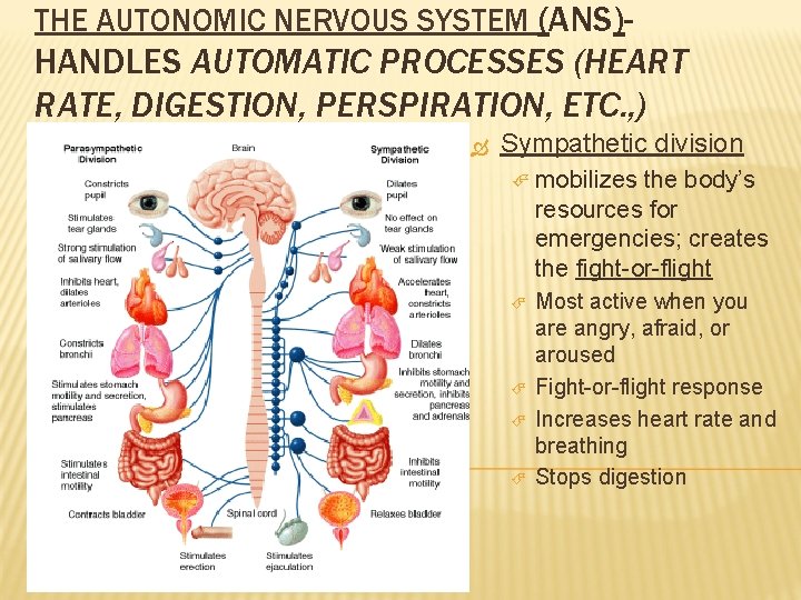 THE AUTONOMIC NERVOUS SYSTEM (ANS)- HANDLES AUTOMATIC PROCESSES (HEART RATE, DIGESTION, PERSPIRATION, ETC. ,
