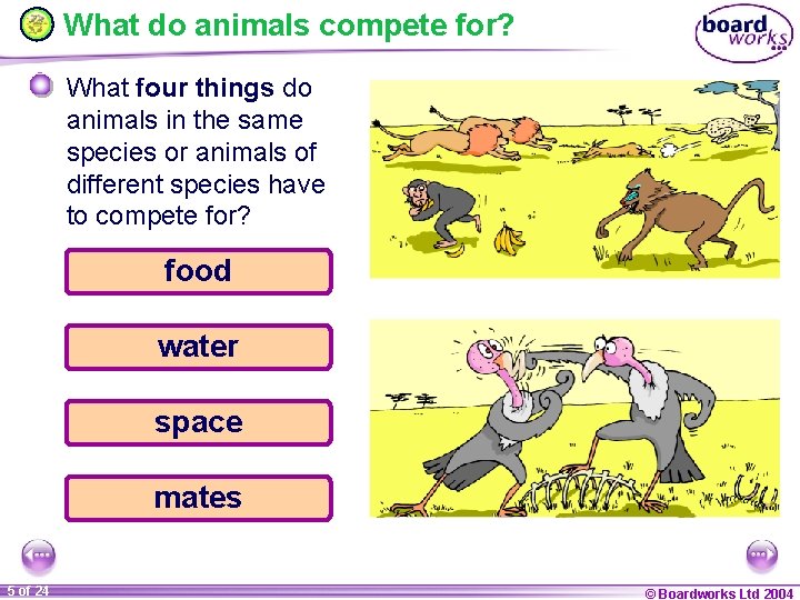 What do animals compete for? What four things do animals in the same species
