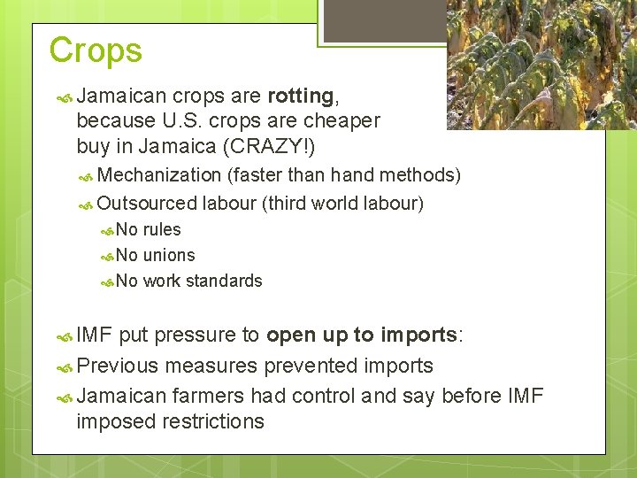 Crops Jamaican crops are rotting, because U. S. crops are cheaper buy in Jamaica