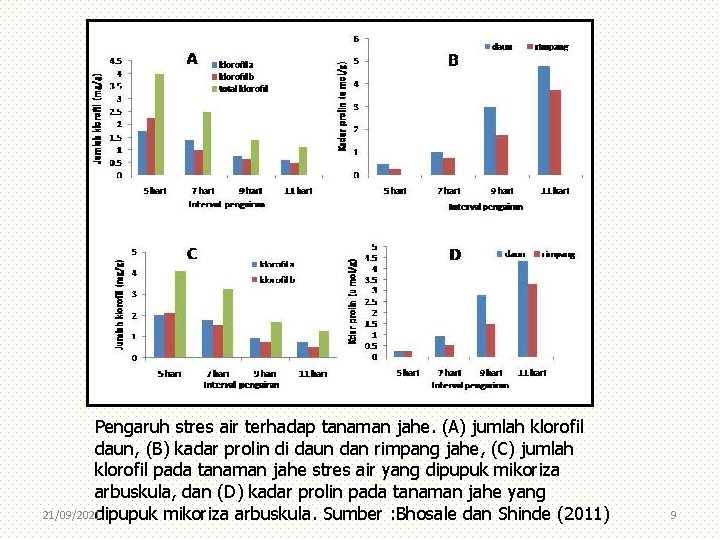 Pengaruh stres air terhadap tanaman jahe. (A) jumlah klorofil daun, (B) kadar prolin di