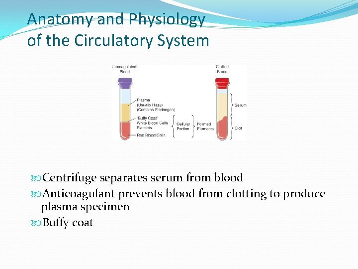 Anatomy and Physiology of the Circulatory System Centrifuge separates serum from blood Anticoagulant prevents