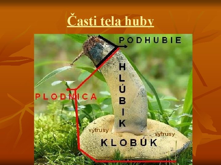 Časti tela huby 
