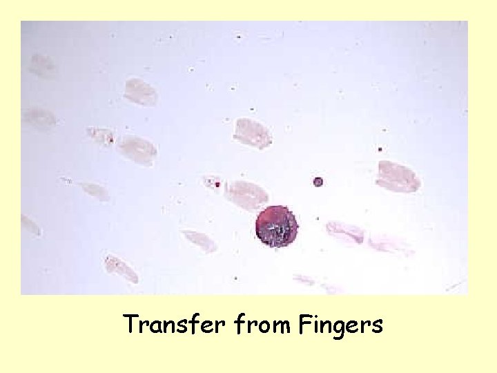 Transfer from Fingers 