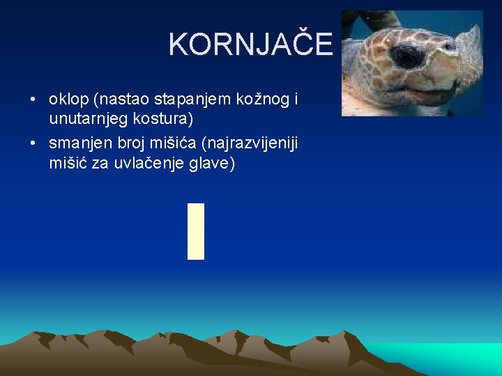 KORNJAČE • oklop (nastao stapanjem kožnog i unutarnjeg kostura) • smanjen broj mišića (najrazvijeniji