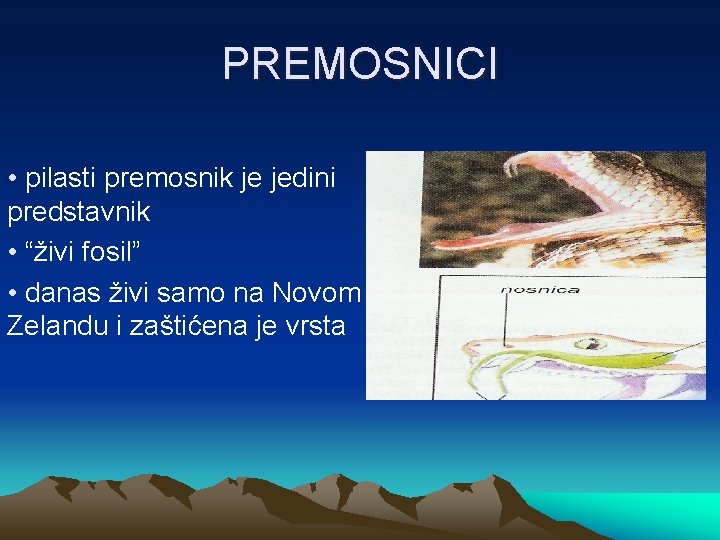 PREMOSNICI • pilasti premosnik je jedini predstavnik • “živi fosil” • danas živi samo