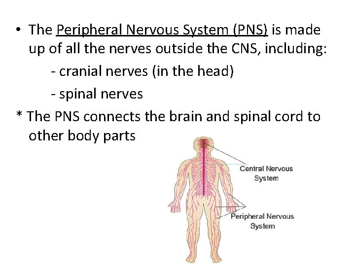  • The Peripheral Nervous System (PNS) is made up of all the nerves