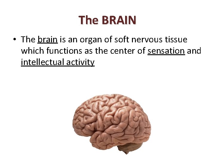 The BRAIN • The brain is an organ of soft nervous tissue which functions
