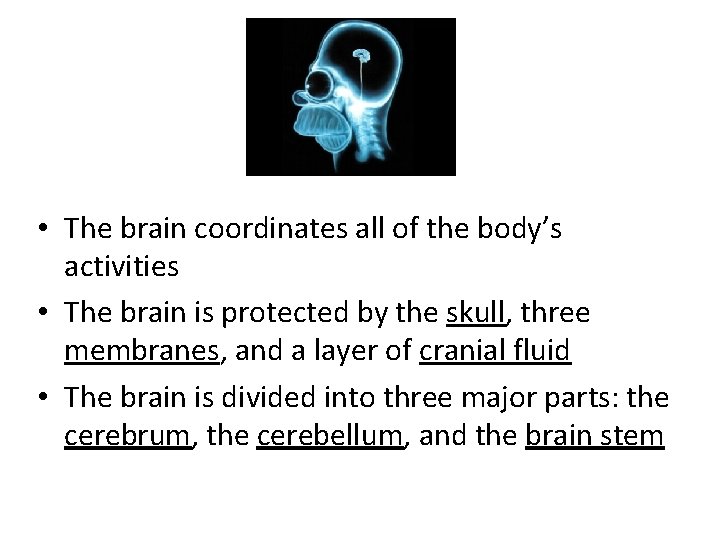  • The brain coordinates all of the body’s activities • The brain is