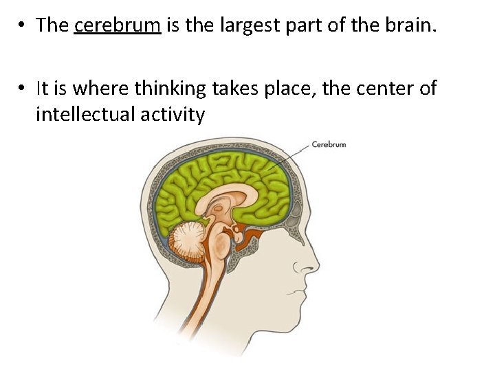  • The cerebrum is the largest part of the brain. • It is