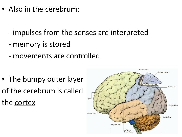  • Also in the cerebrum: - impulses from the senses are interpreted -