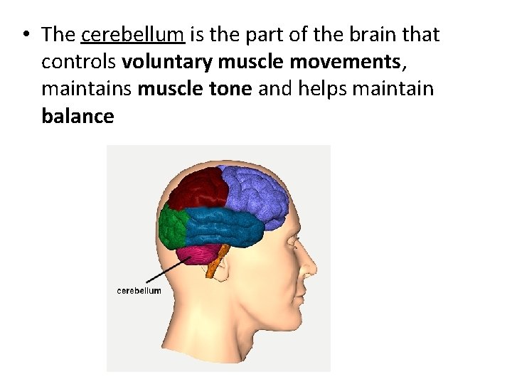  • The cerebellum is the part of the brain that controls voluntary muscle