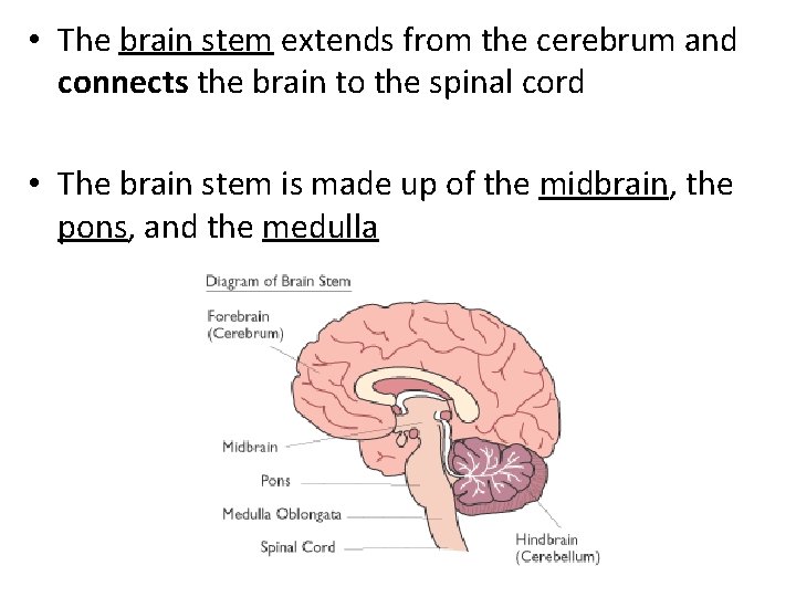  • The brain stem extends from the cerebrum and connects the brain to
