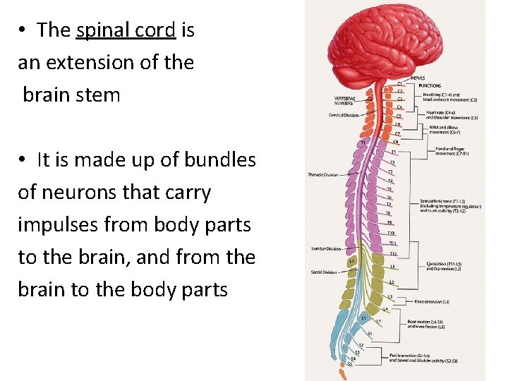  • The spinal cord is an extension of the brain stem • It