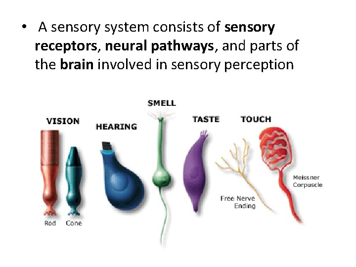  • A sensory system consists of sensory receptors, neural pathways, and parts of
