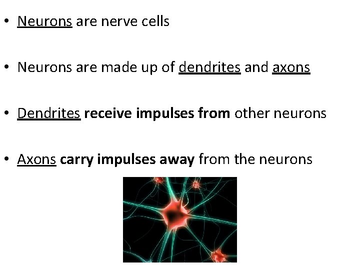  • Neurons are nerve cells • Neurons are made up of dendrites and