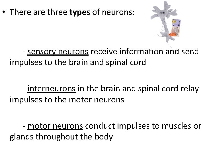 • There are three types of neurons: - sensory neurons receive information and