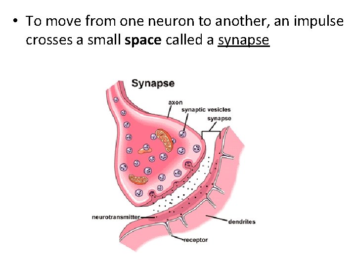  • To move from one neuron to another, an impulse crosses a small