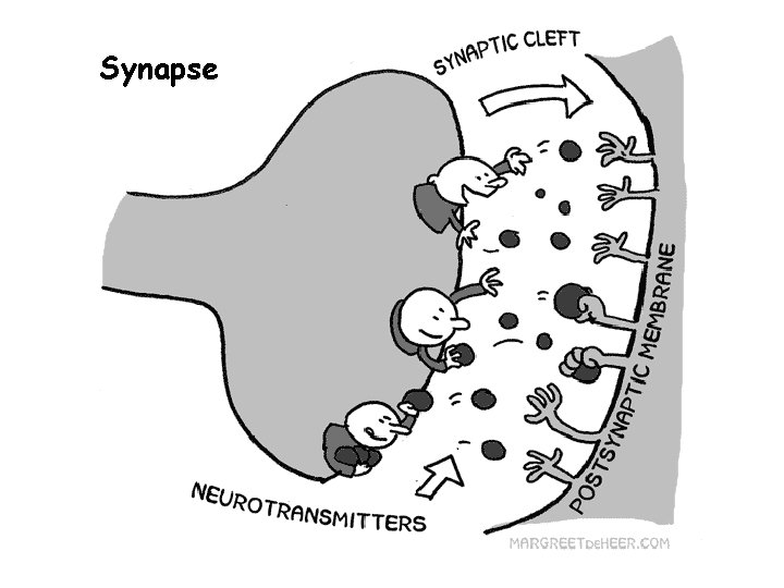 Synapse 