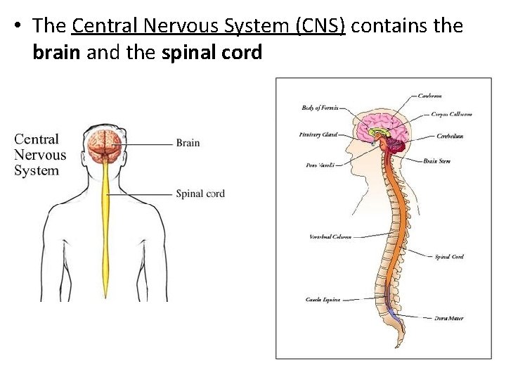  • The Central Nervous System (CNS) contains the brain and the spinal cord