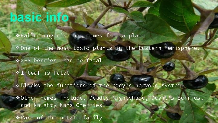 basic info ❖Hallucinogenic that comes from a plant ❖One of the most toxic plants