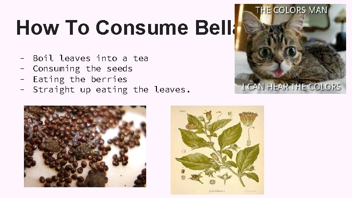 How To Consume Belladonna - Boil leaves into a tea Consuming the seeds Eating