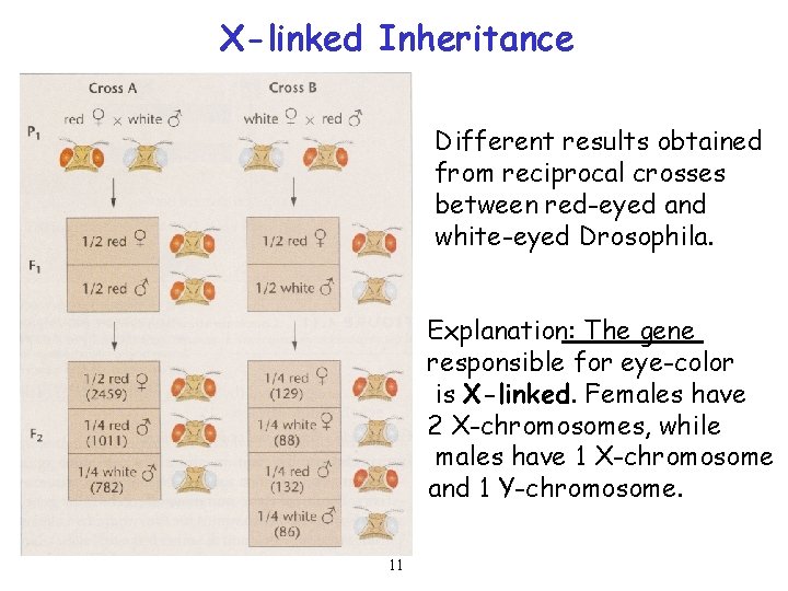 X-linked Inheritance Different results obtained from reciprocal crosses between red-eyed and white-eyed Drosophila. Explanation: