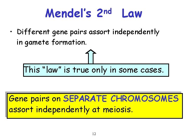 Mendel’s 2 nd Law • Different gene pairs assort independently in gamete formation. This