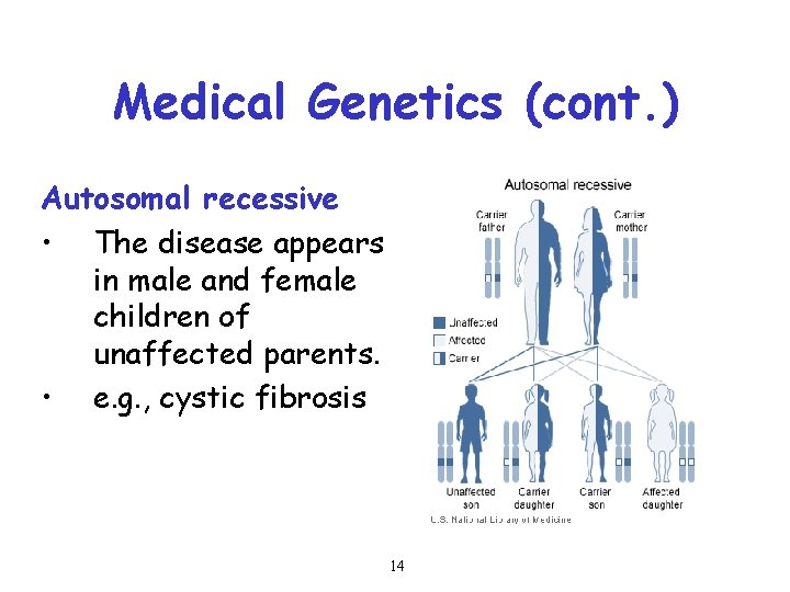 Medical Genetics (cont. ) Autosomal recessive • The disease appears in male and female