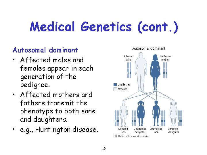 Medical Genetics (cont. ) Autosomal dominant • Affected males and females appear in each