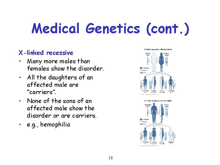 Medical Genetics (cont. ) X-linked recessive • Many more males than females show the