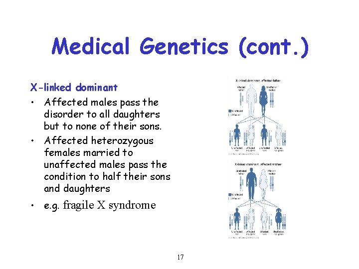 Medical Genetics (cont. ) X-linked dominant • Affected males pass the disorder to all
