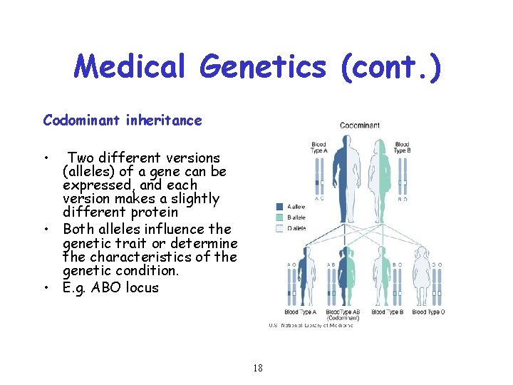 Medical Genetics (cont. ) Codominant inheritance • Two different versions (alleles) of a gene