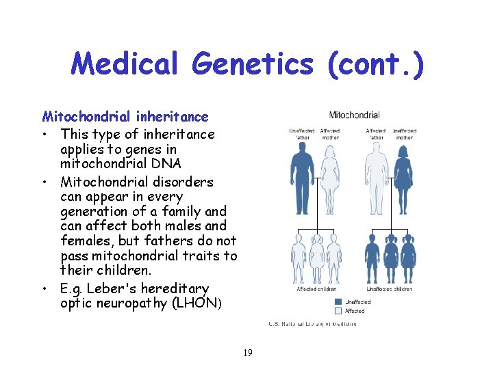 Medical Genetics (cont. ) Mitochondrial inheritance • This type of inheritance applies to genes